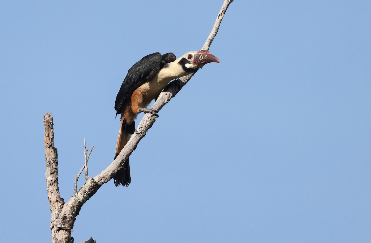 Visayan Hornbill - ML589337271