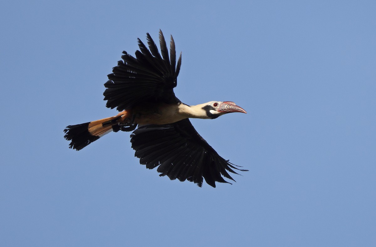 Visayan Hornbill - ML589337291