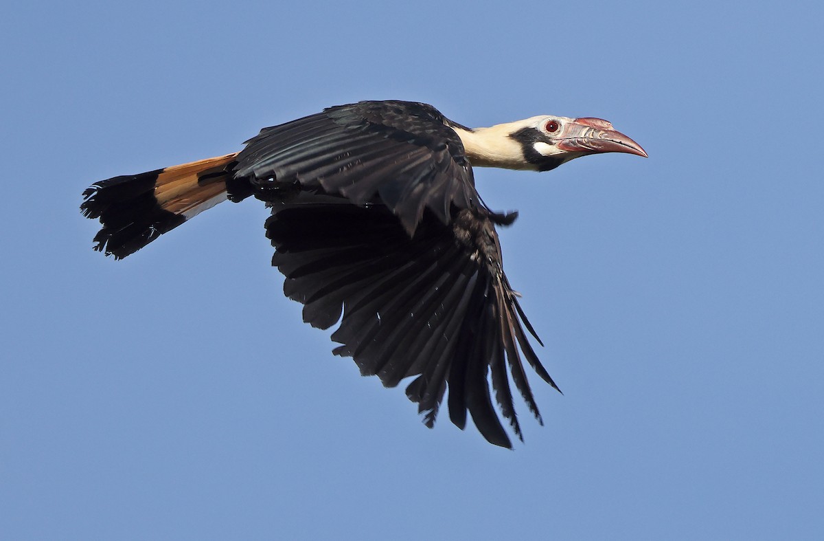 Visayan Hornbill - Robert Hutchinson