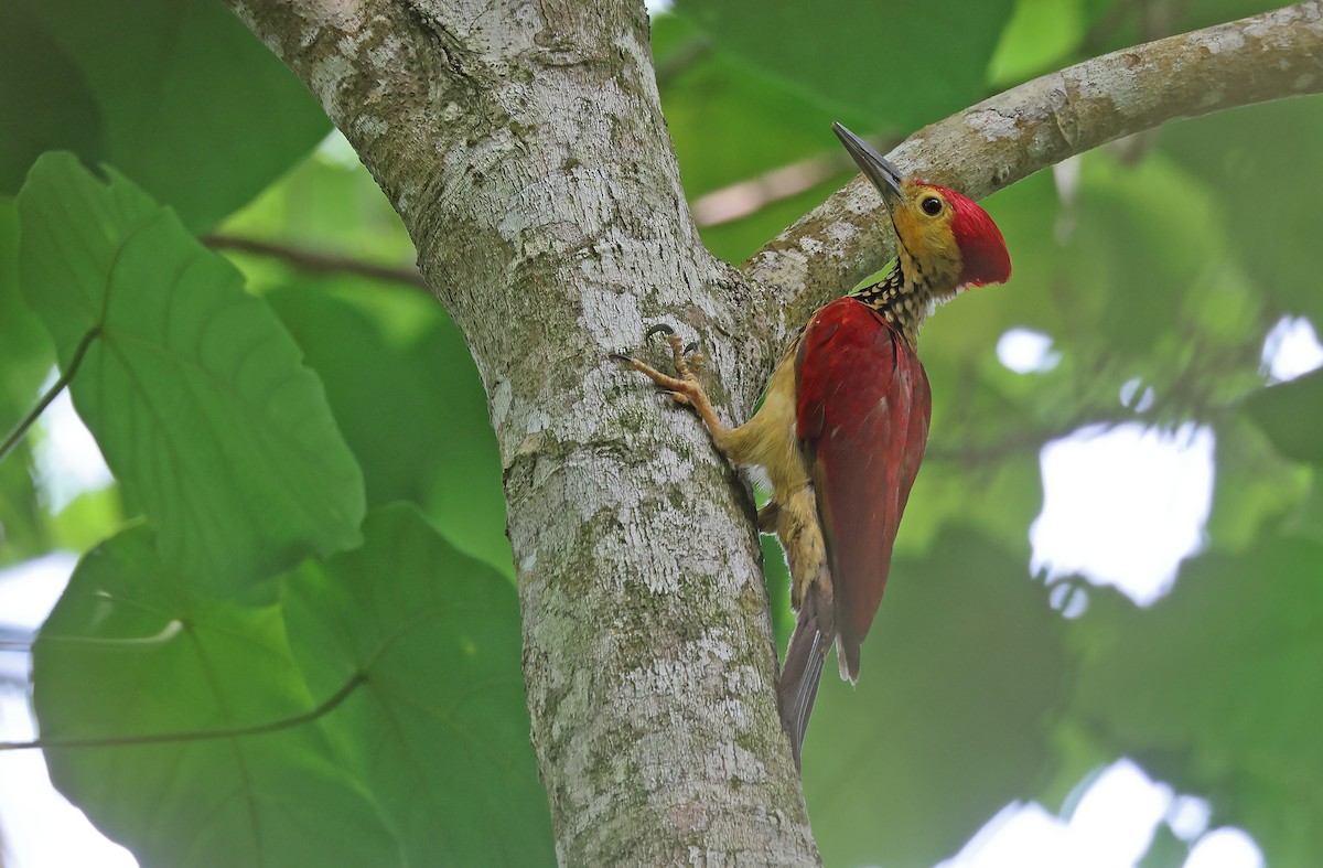 Yellow-faced Flameback - Robert Hutchinson