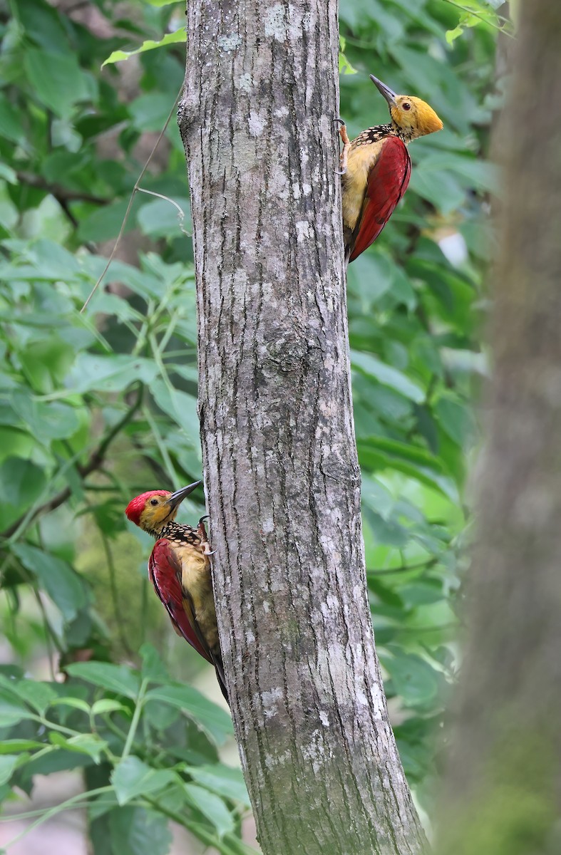 Yellow-faced Flameback - Robert Hutchinson