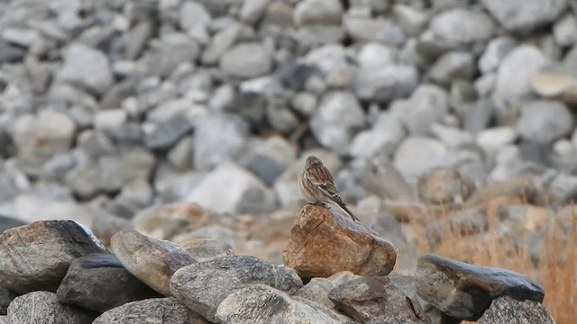 Fanello nordico - ML589338161