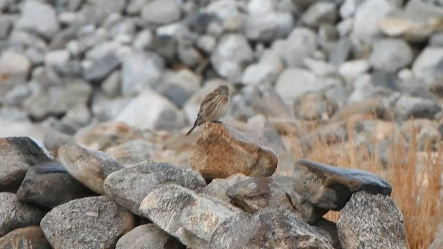 Fanello nordico - ML589338171