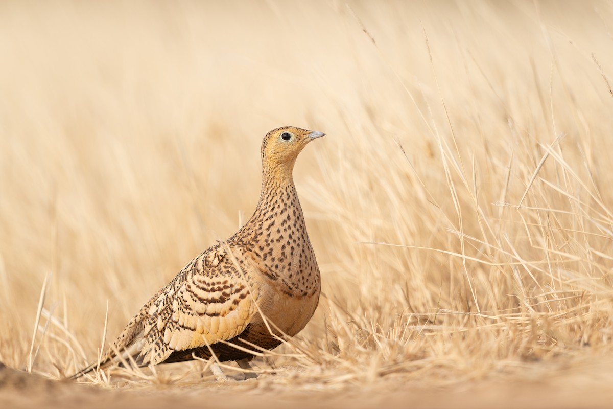 Chestnut-bellied Sandgrouse (African) - ML589338541