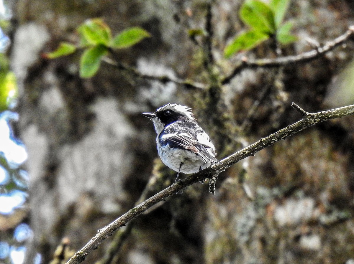 Little Pied Flycatcher - ML589339011