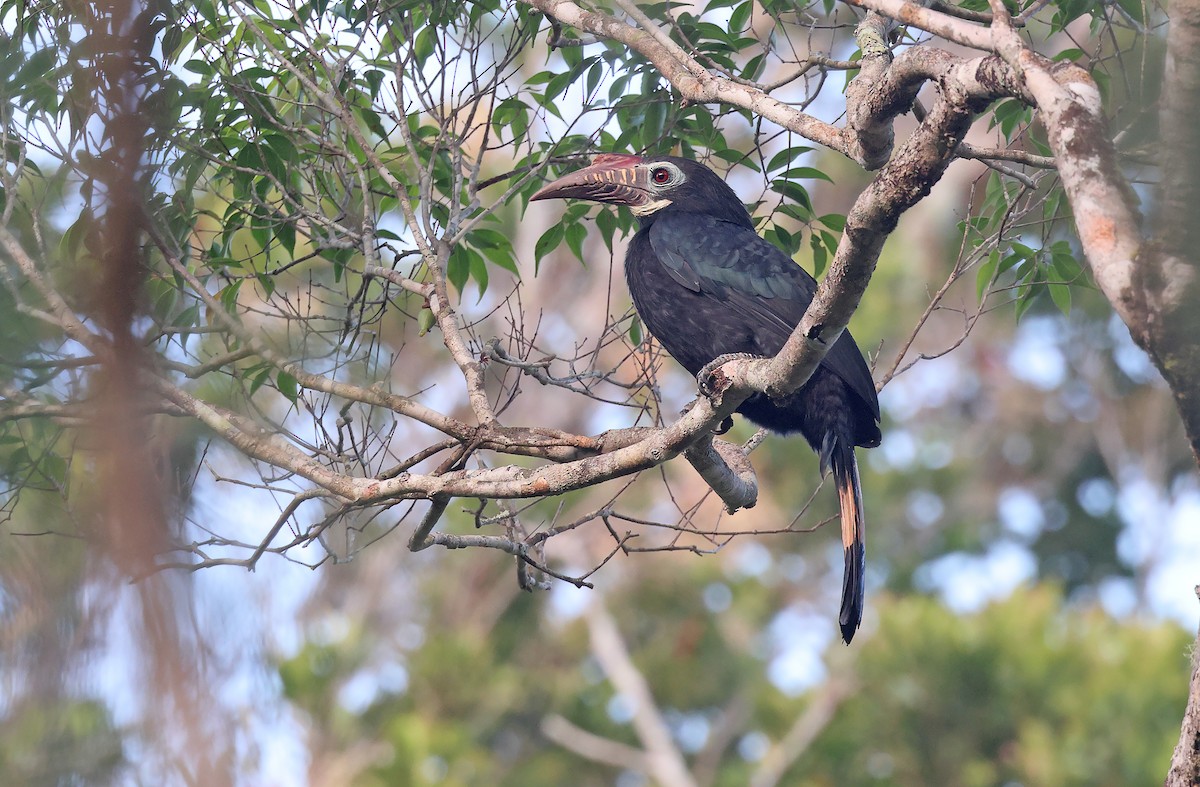 Visayan Hornbill - ML589339021