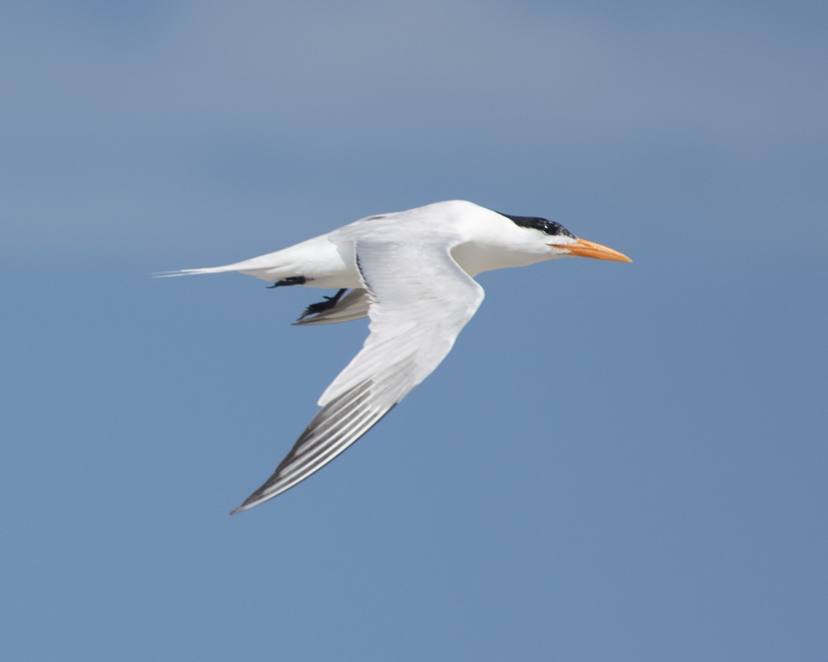 Royal Tern - Gary Hofing