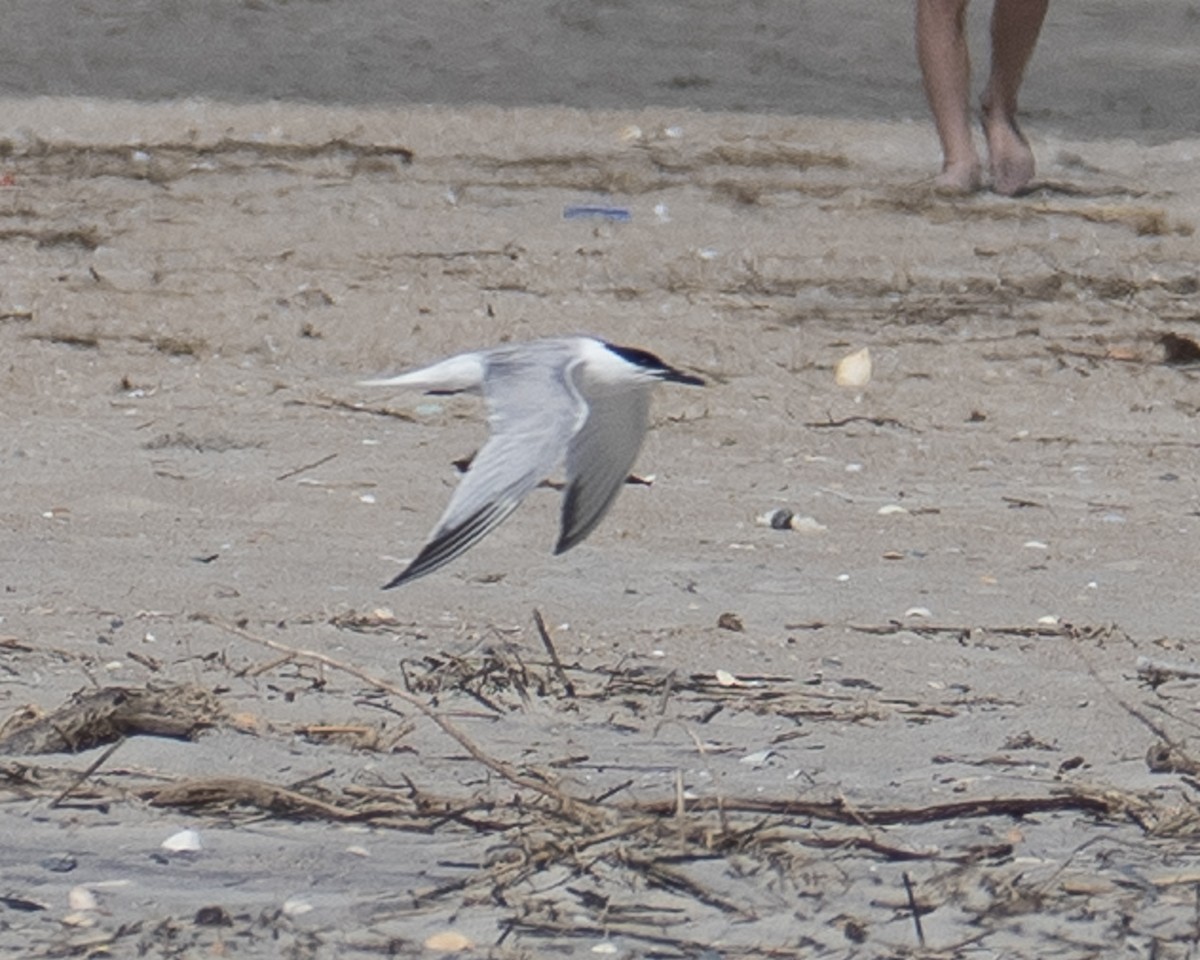 Sandwich Tern - ML589340411