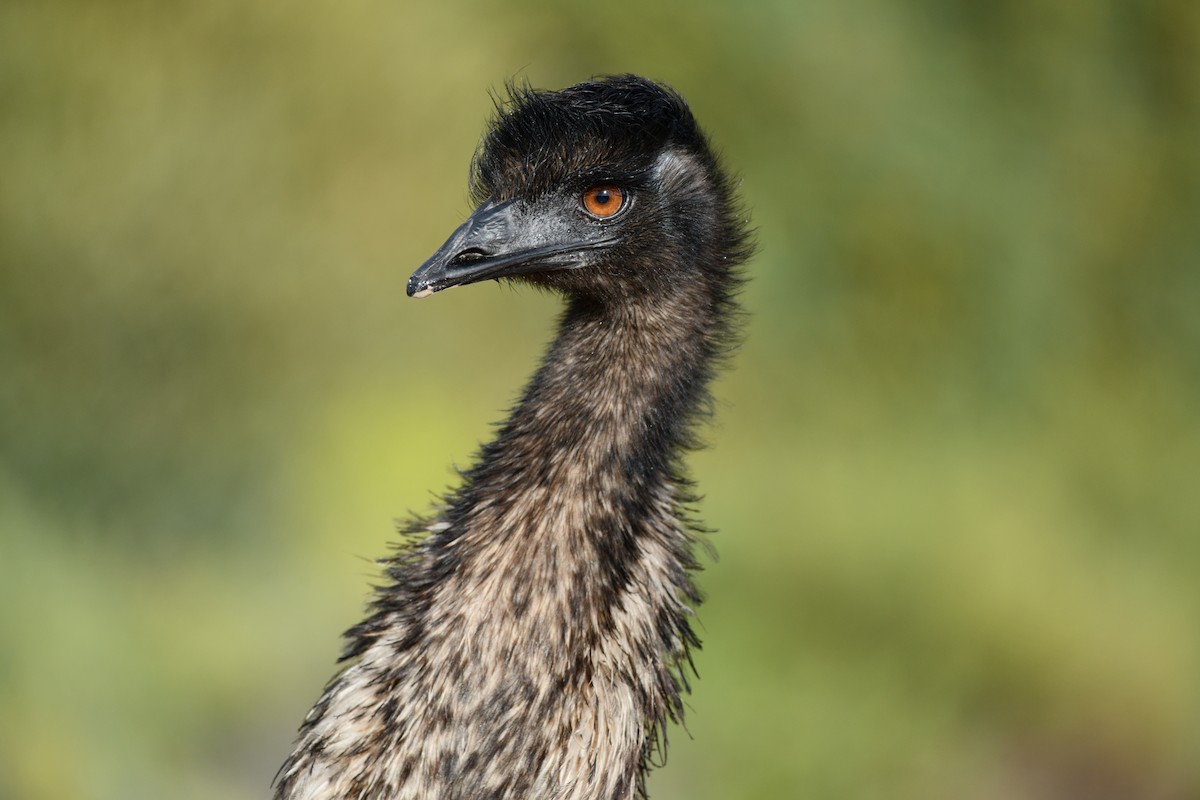 Emu - Anonymous