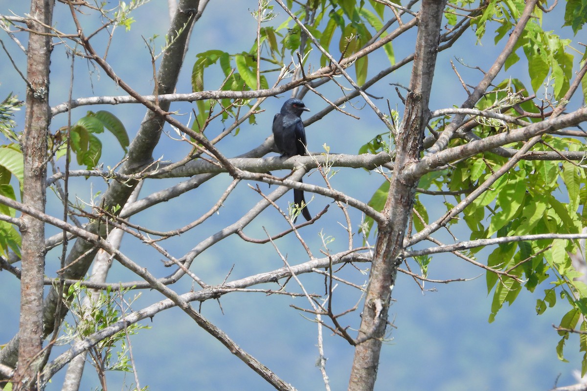 Kül Rengi Drongo - ML589341881