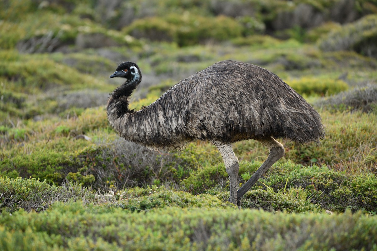 emu hnědý - ML589342011