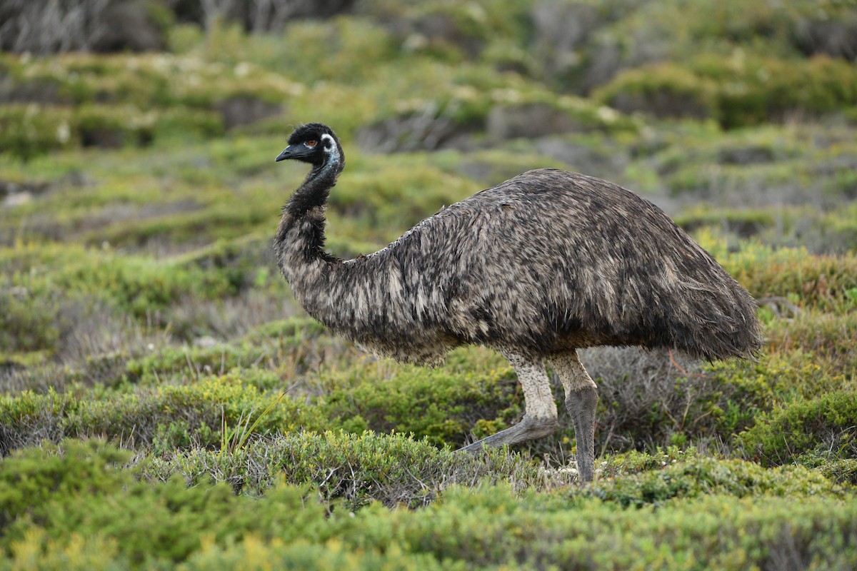 Émeu d'Australie - ML589342191