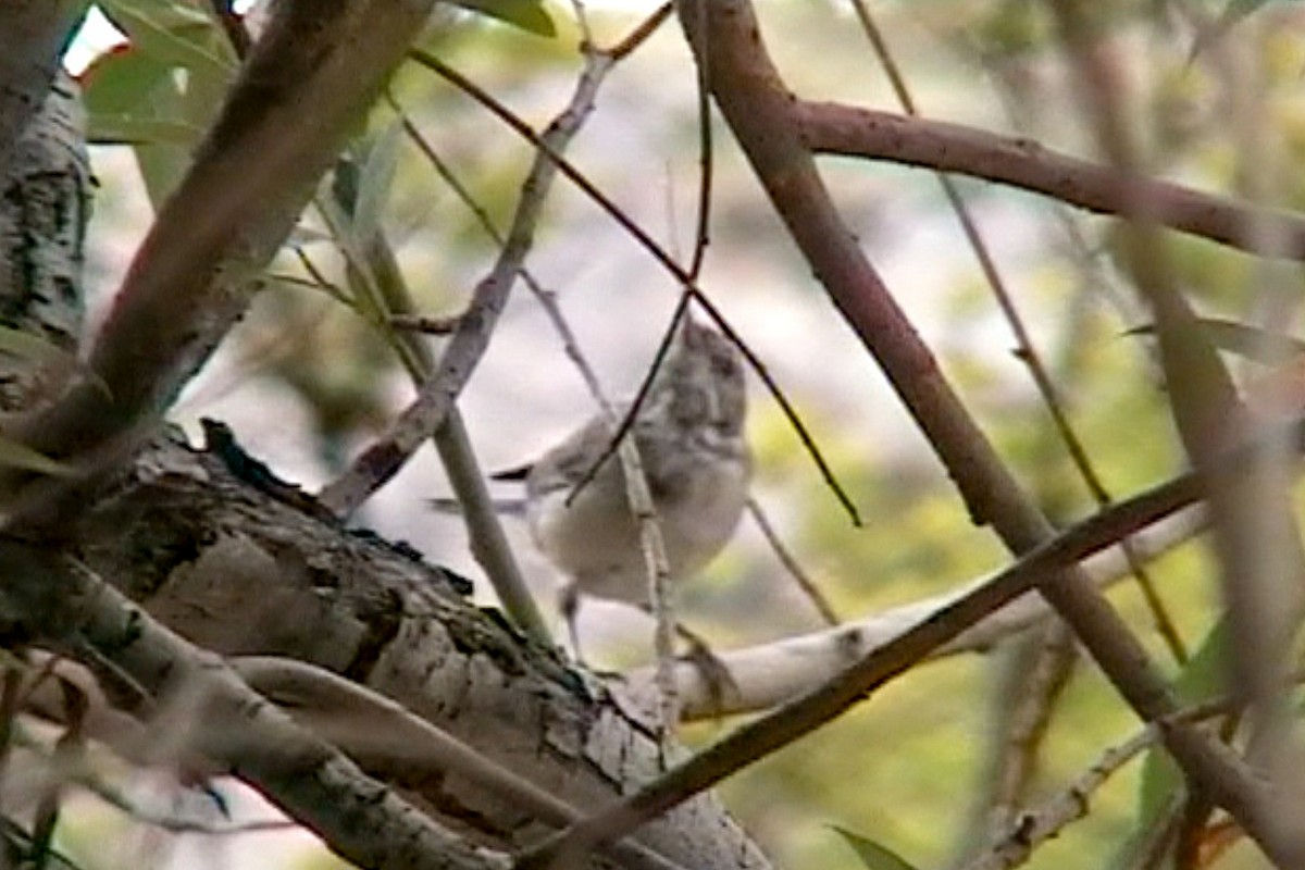 Rüppell's Warbler - ML589344211