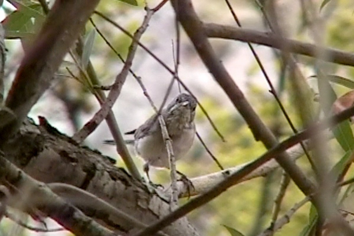 Rüppell's Warbler - ML589344221