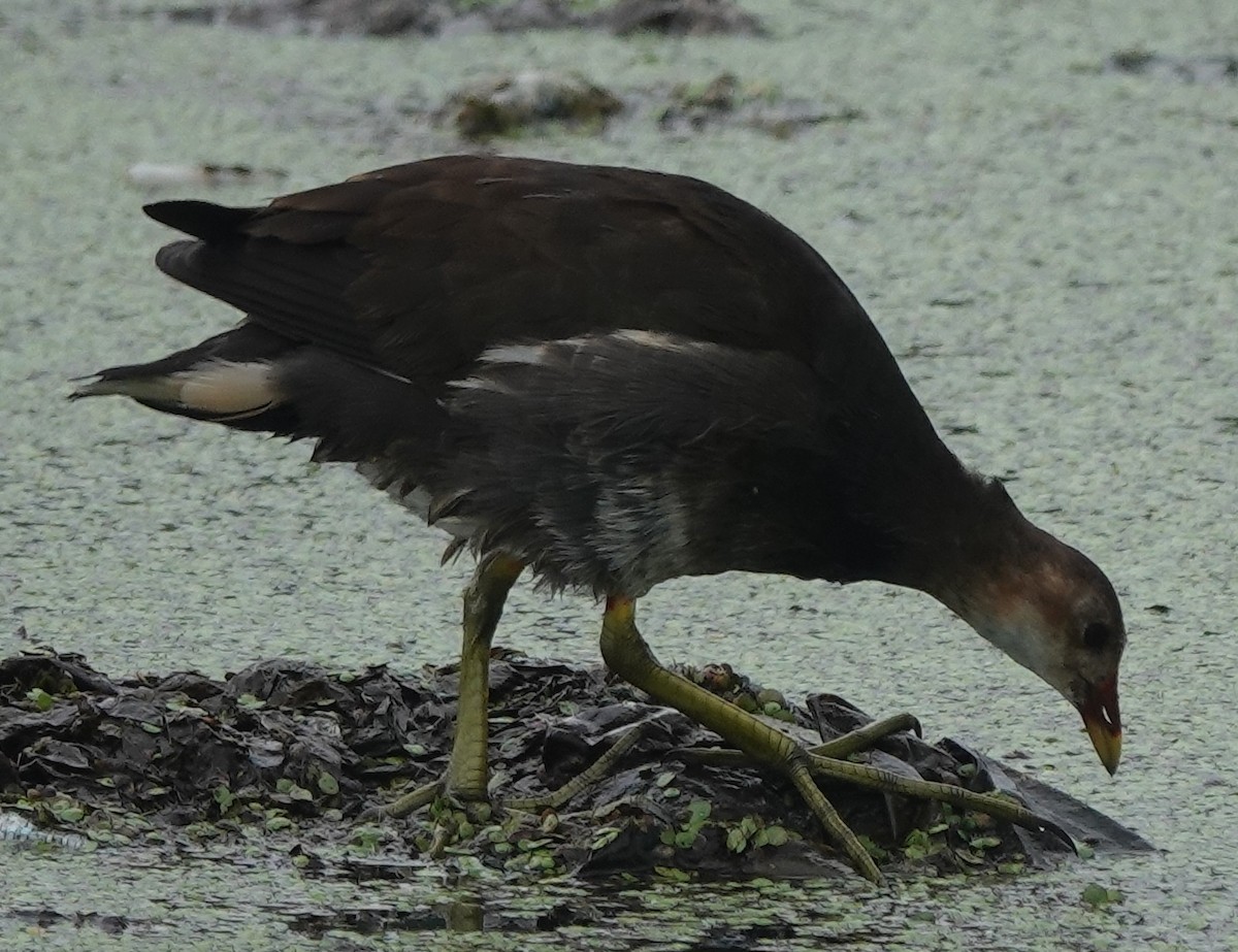 Eurasian Moorhen - ML589345001