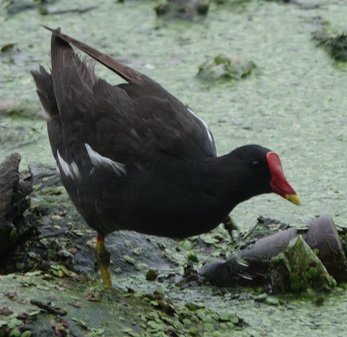 Gallinule poule-d'eau - ML589345011