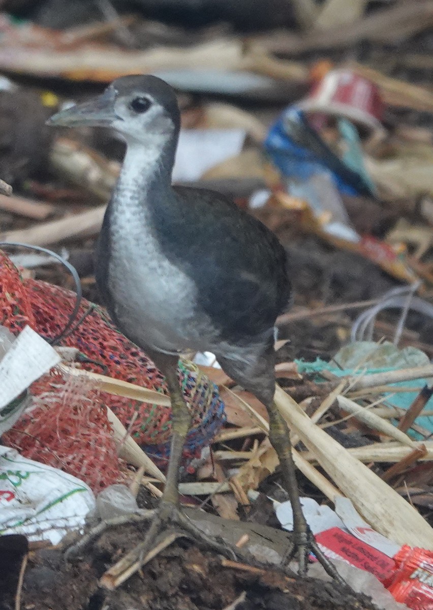 Eurasian Moorhen - ML589345021