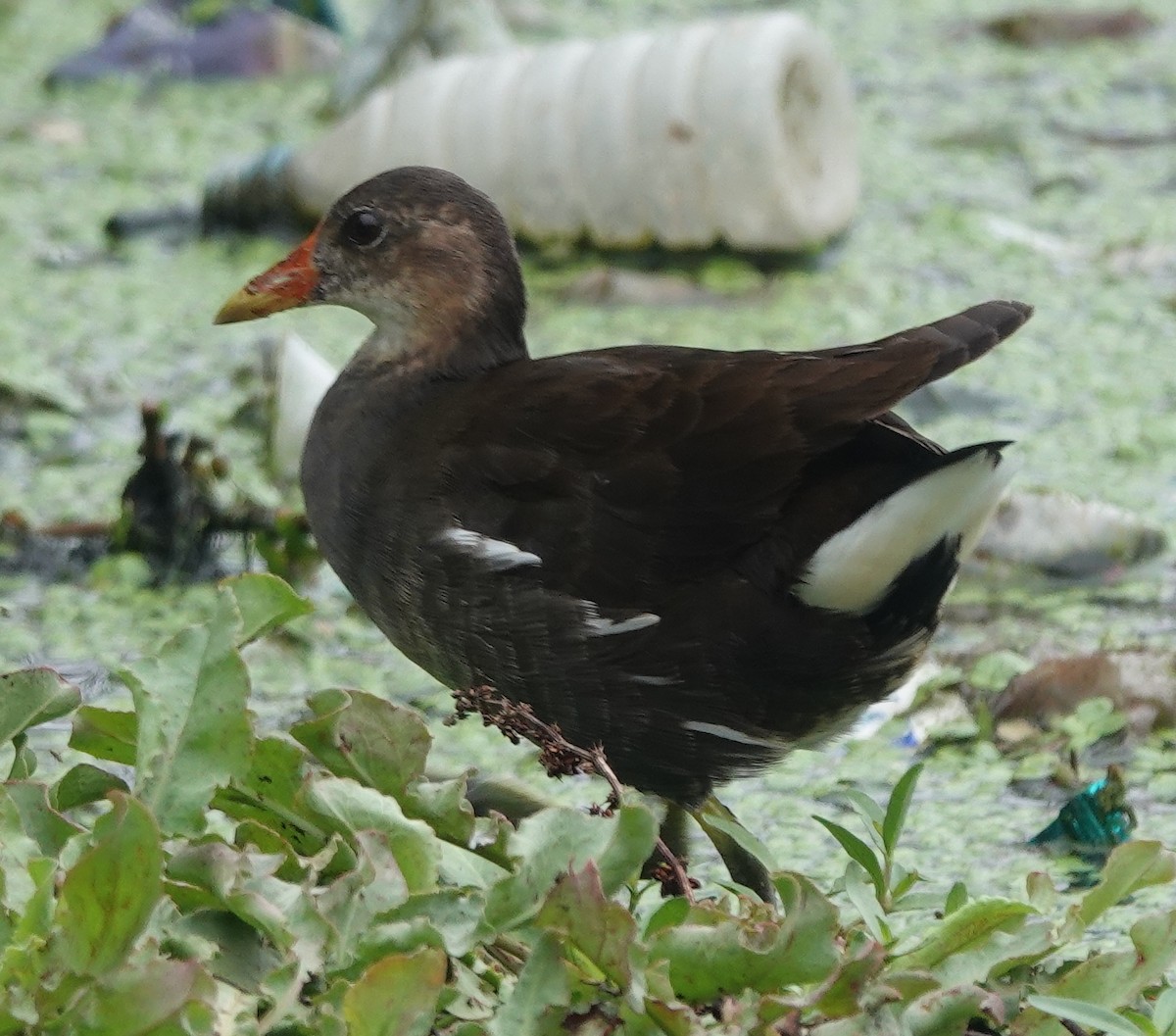 Eurasian Moorhen - ML589345031