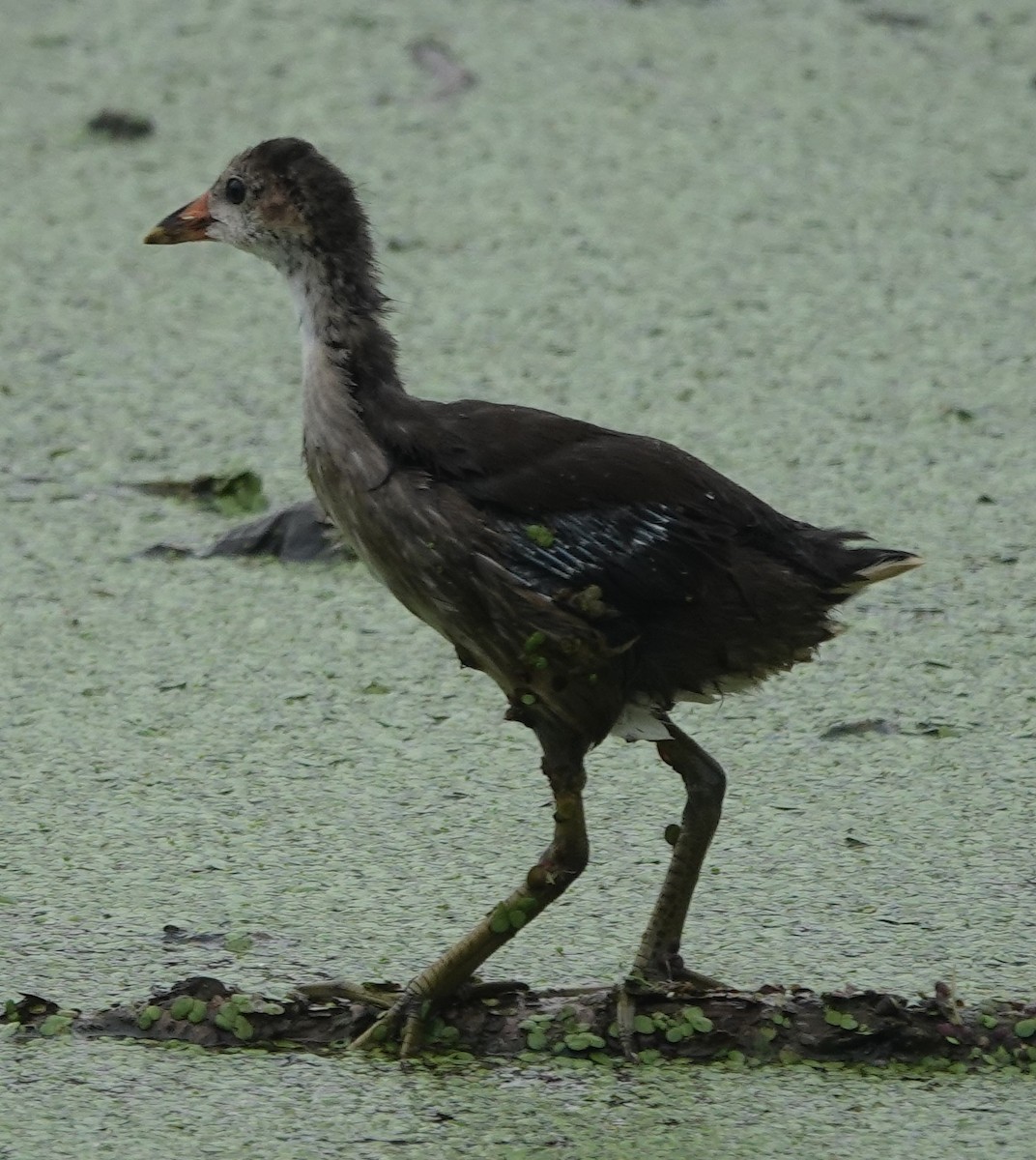 Eurasian Moorhen - ML589345041