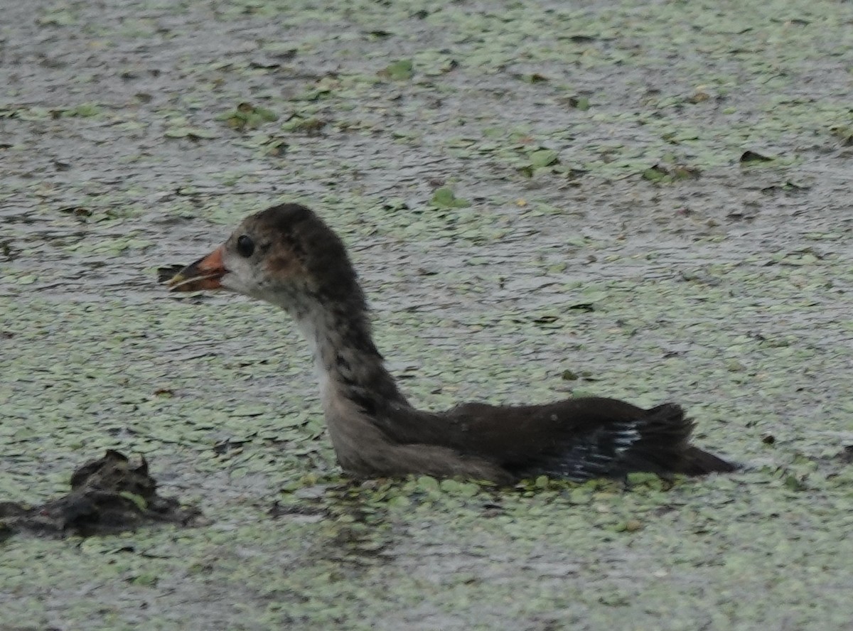 Gallinule poule-d'eau - ML589345051