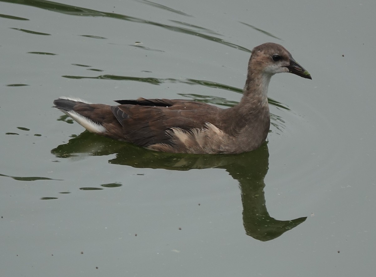 Gallinule poule-d'eau - ML589345061