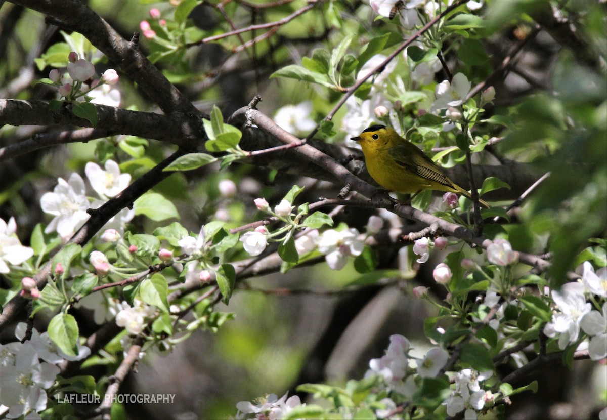 Wilson's Warbler - ML58934591