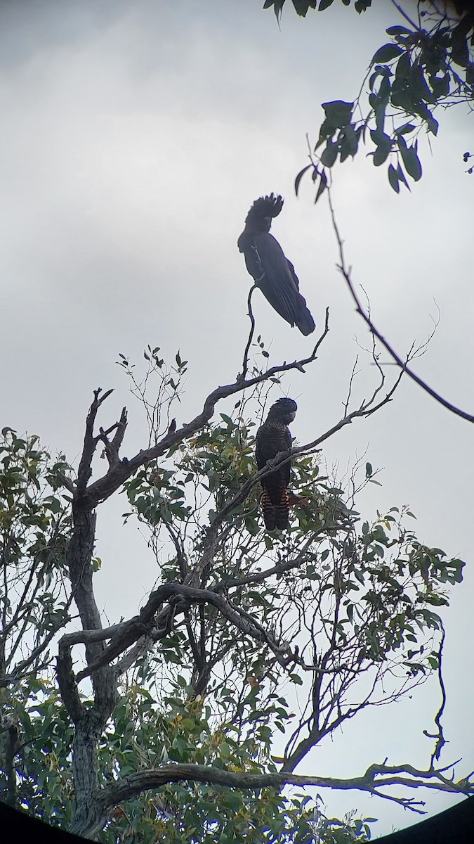 Red-tailed Black-Cockatoo - ML589346321