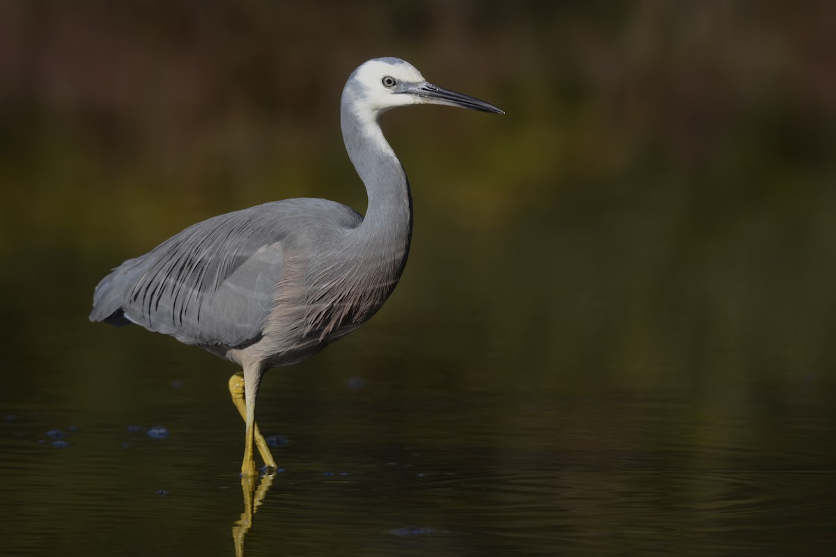 White-faced Heron - ML589346891