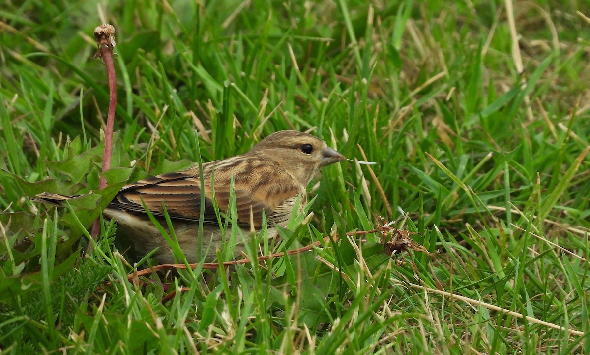 Eurasian Linnet - ML589347941