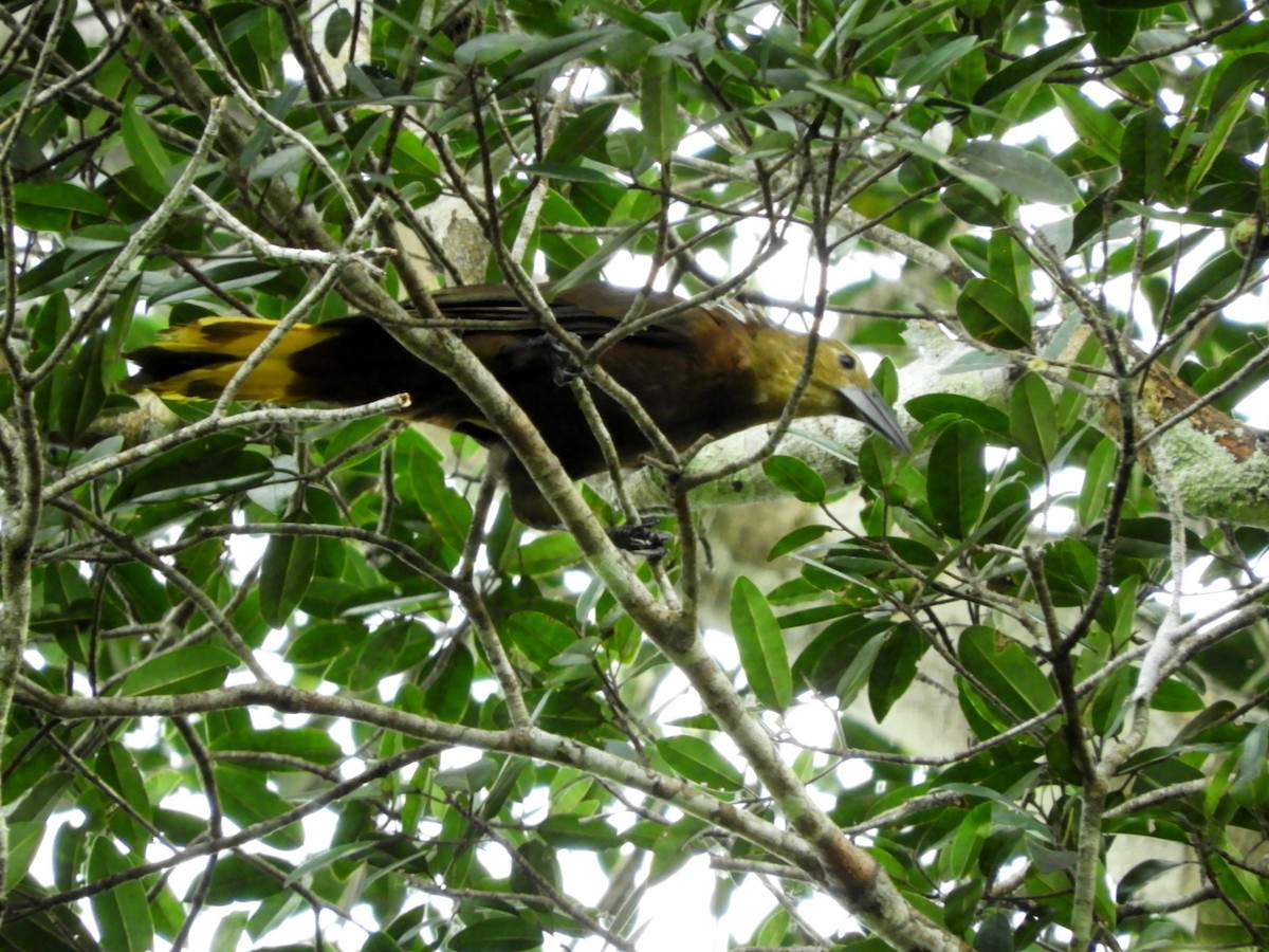 Russet-backed Oropendola - ML58934811