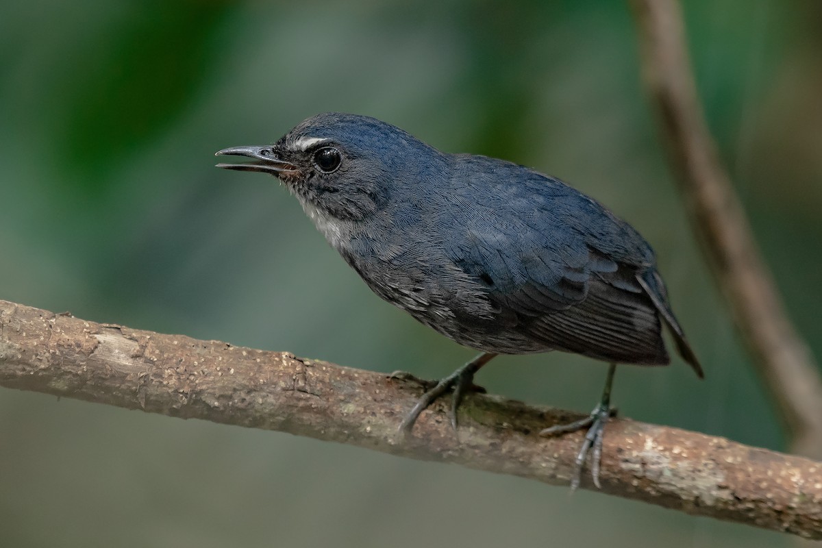 Lesser Shortwing - Natthaphat Chotjuckdikul