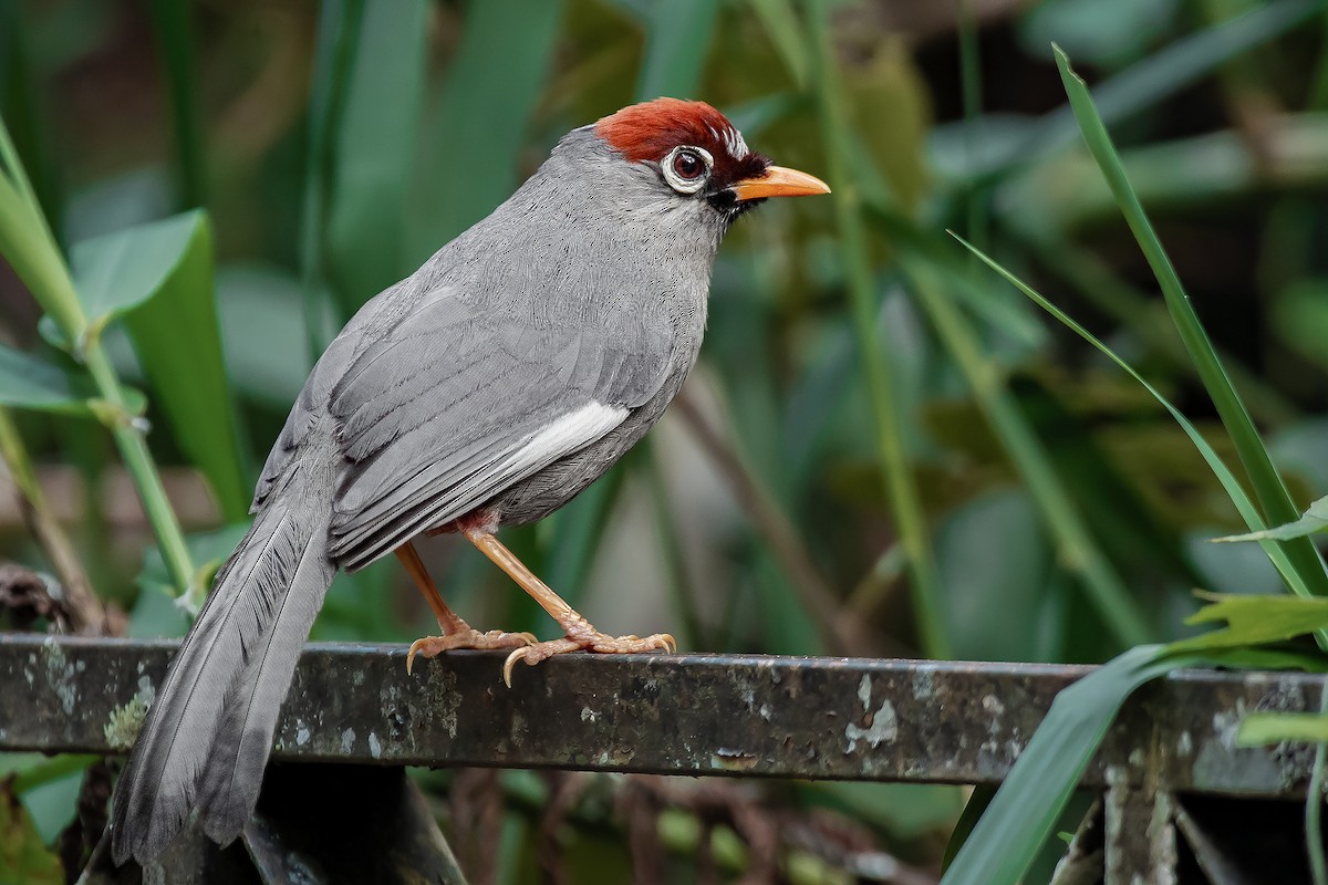 Chestnut-capped Laughingthrush - ML589348731