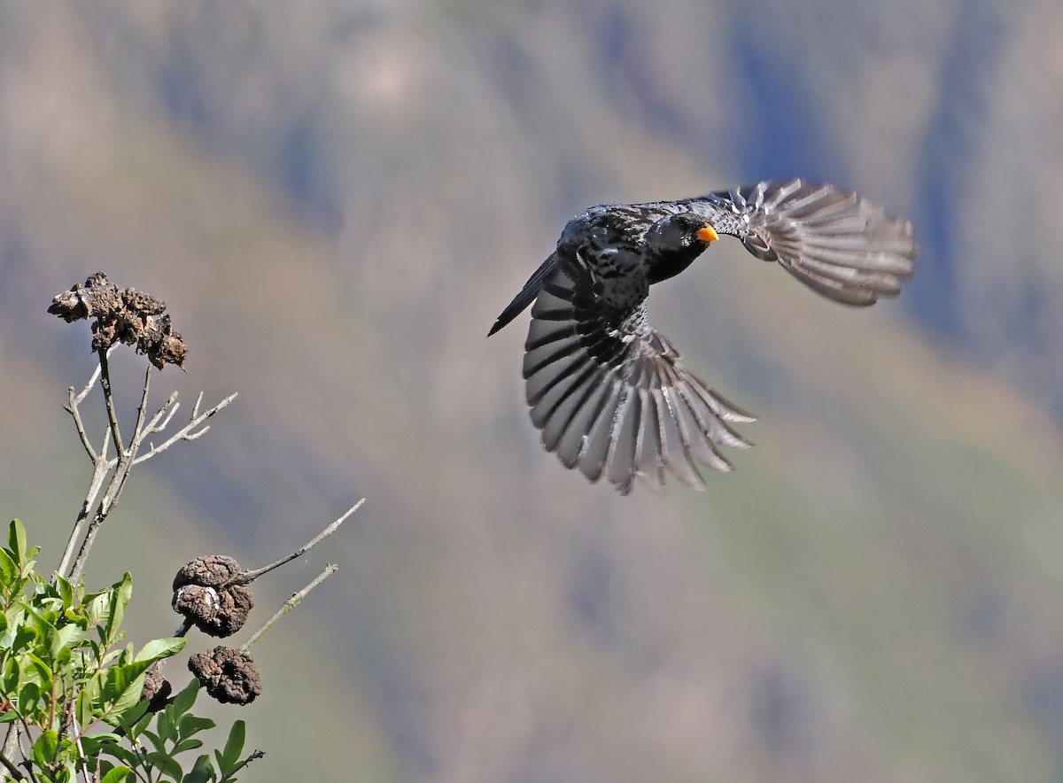 Mourning Sierra Finch - ML589348991