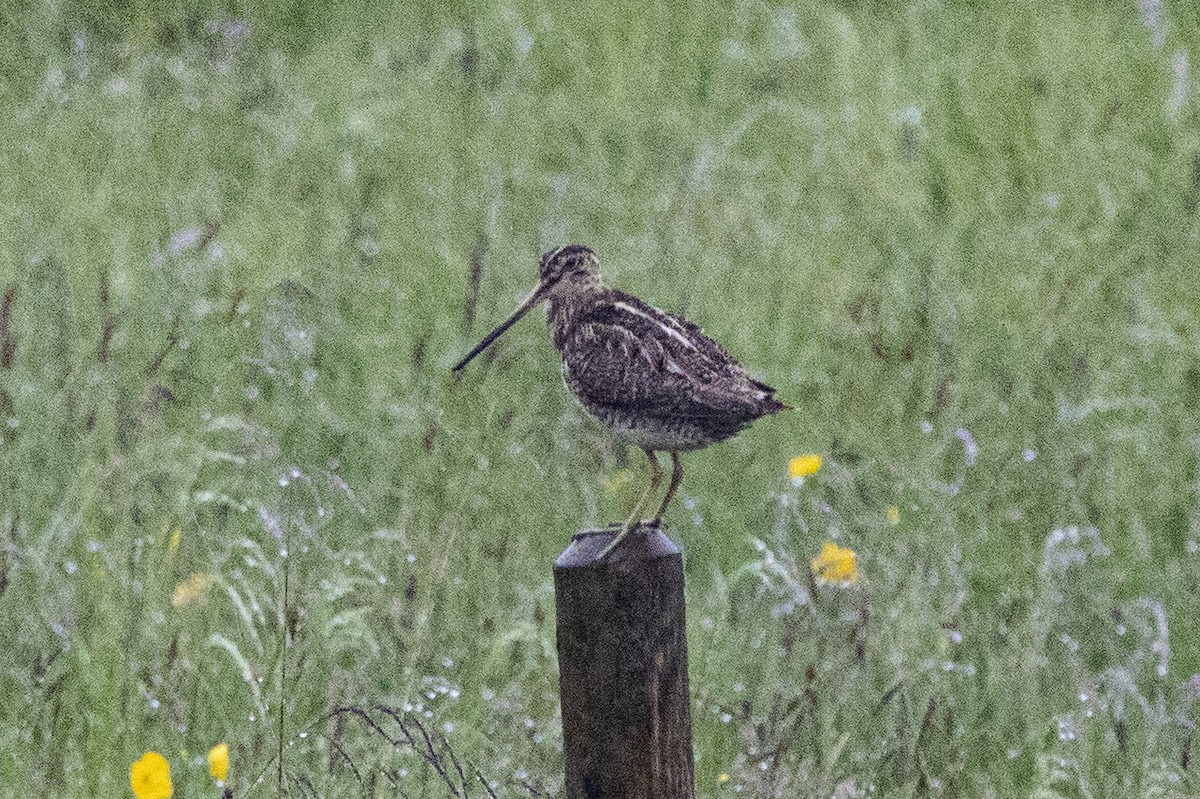 Common Snipe - ML589349031