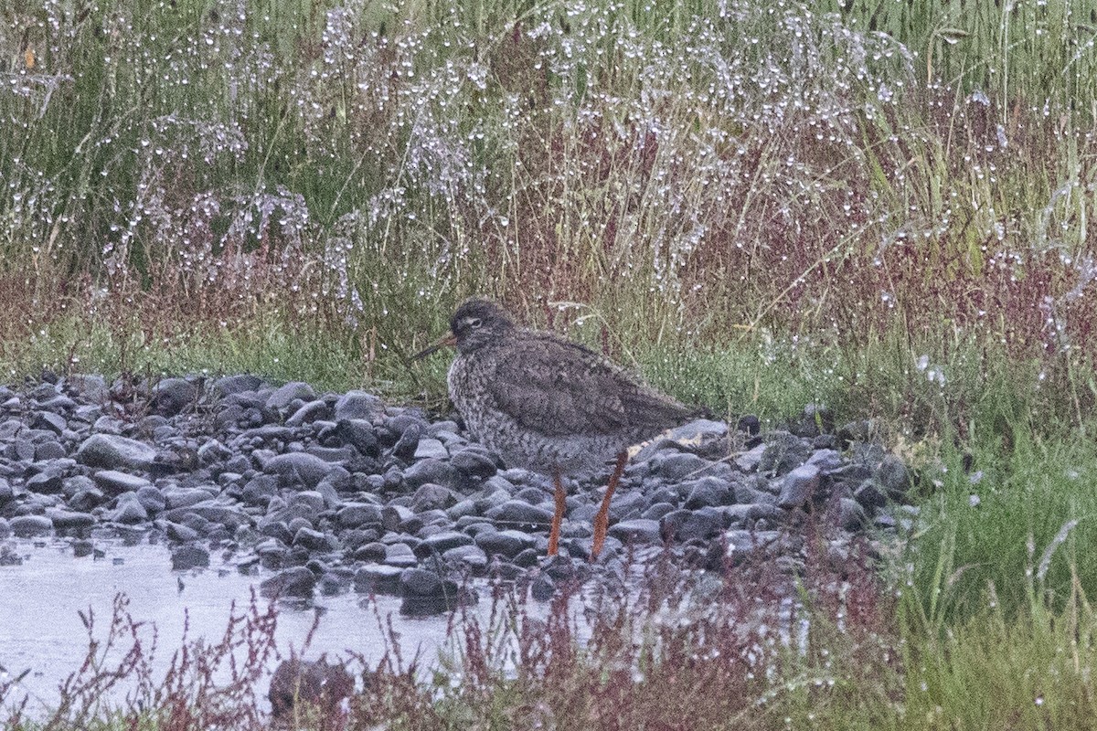 Common Redshank - ML589349041