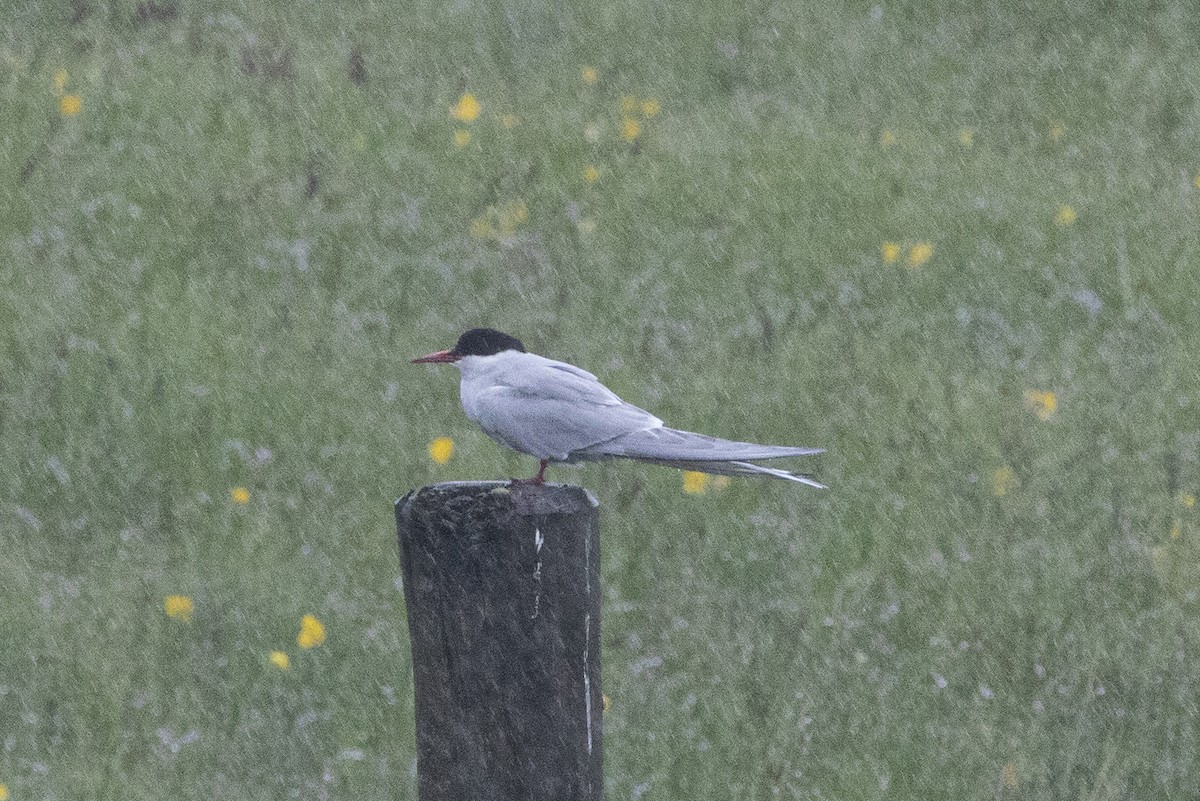 Arctic Tern - ML589349051