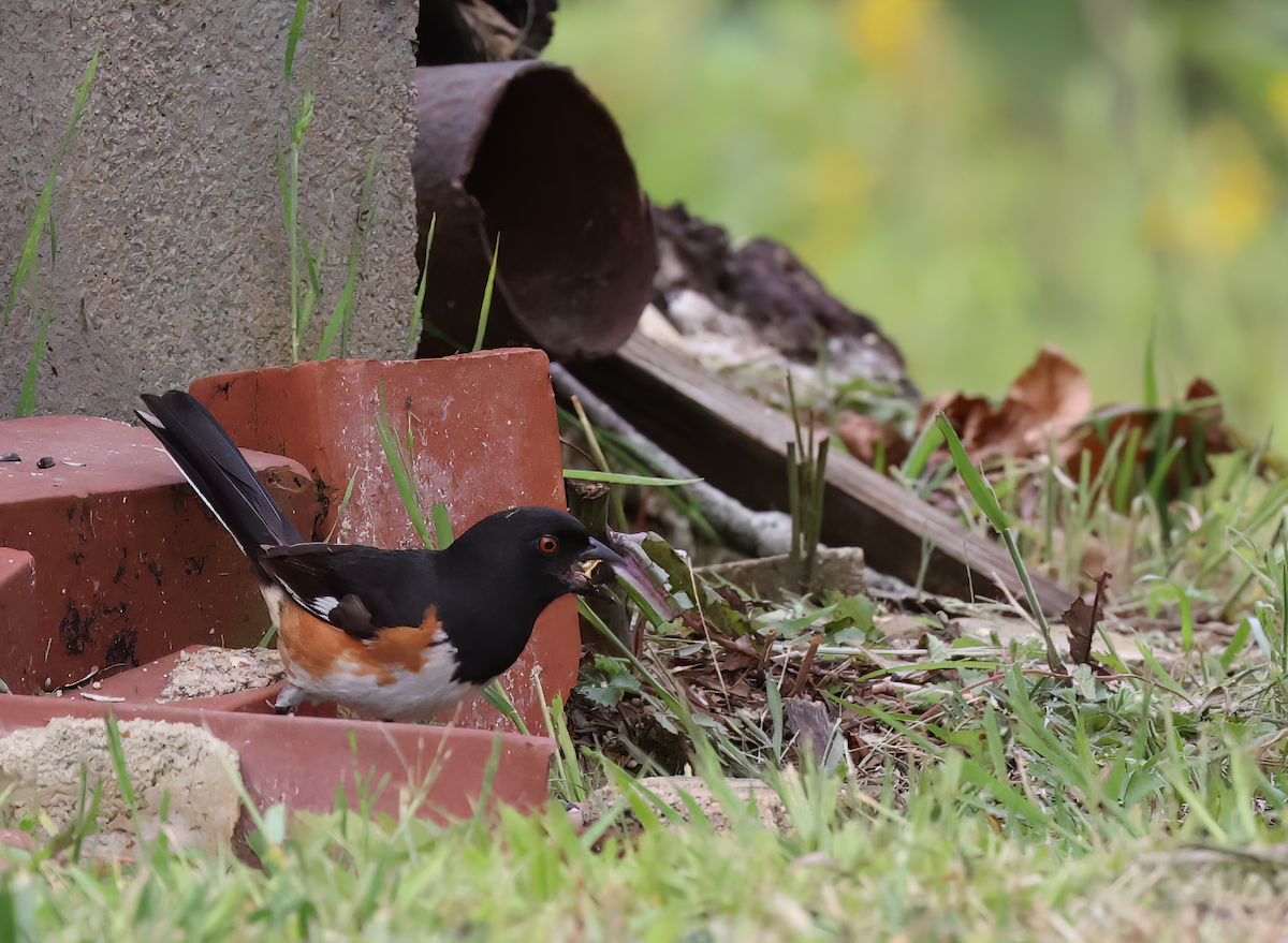 Eastern Towhee - ML589349331