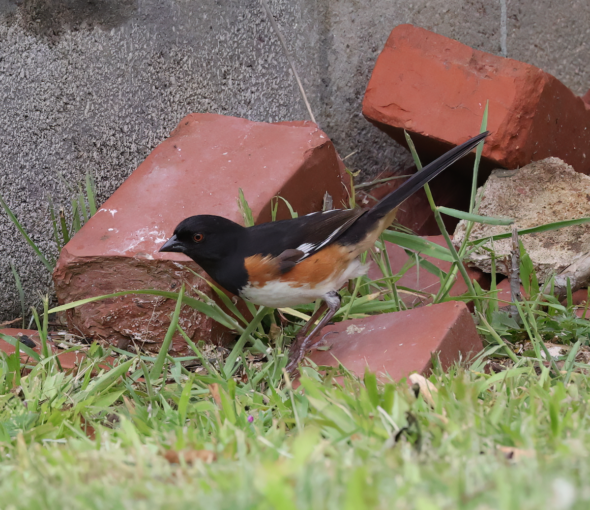 Eastern Towhee - Judy Webb