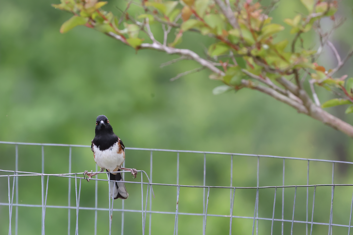 Eastern Towhee - ML589349351