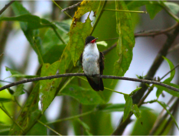 Green-fronted Hummingbird - ML589350061