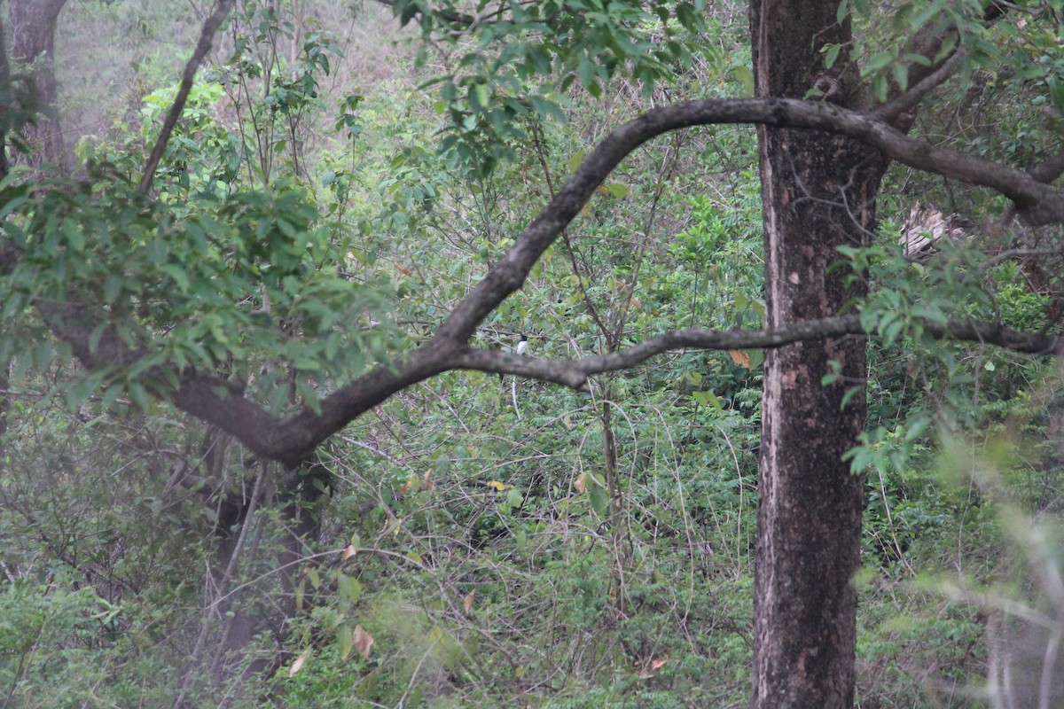 Indian Paradise-Flycatcher - ML589350191