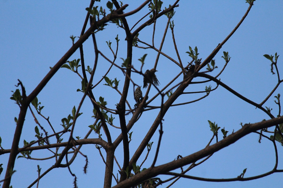Gray-capped Pygmy Woodpecker - ML589350231
