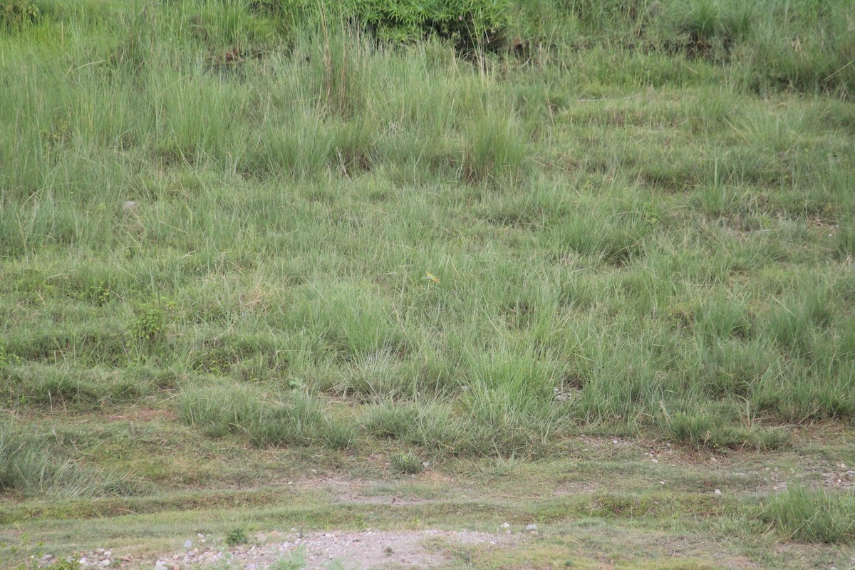 Asian Green Bee-eater - ML589350291
