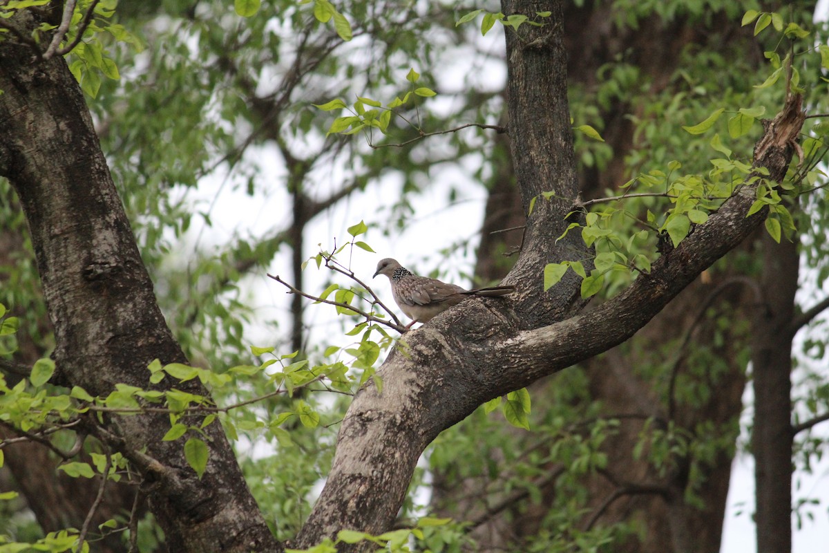 Spotted Dove - ML589350331