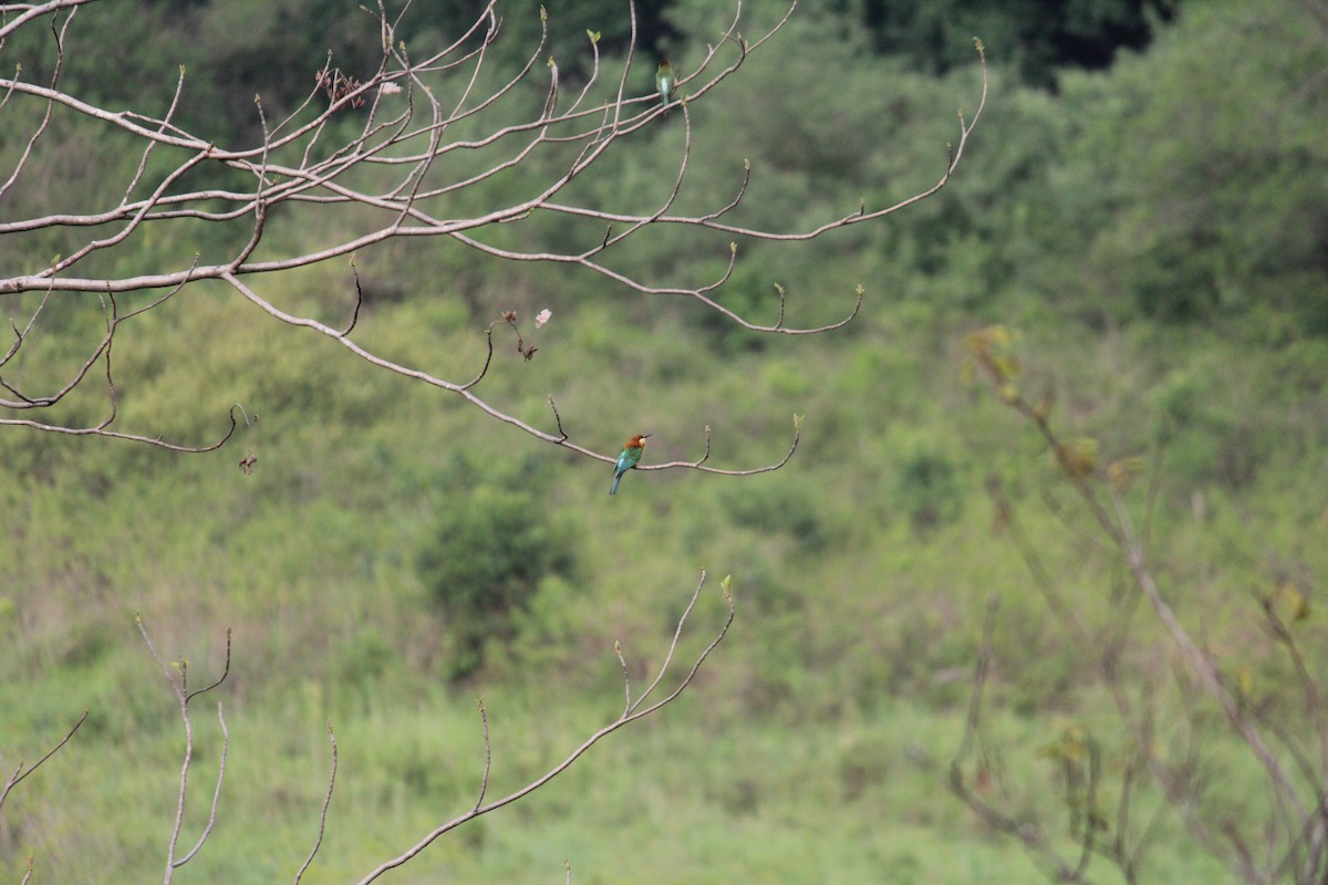 Chestnut-headed Bee-eater - ML589350361