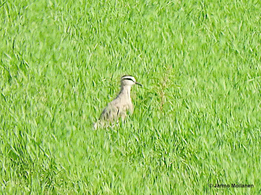 Sociable Lapwing - ML589351671