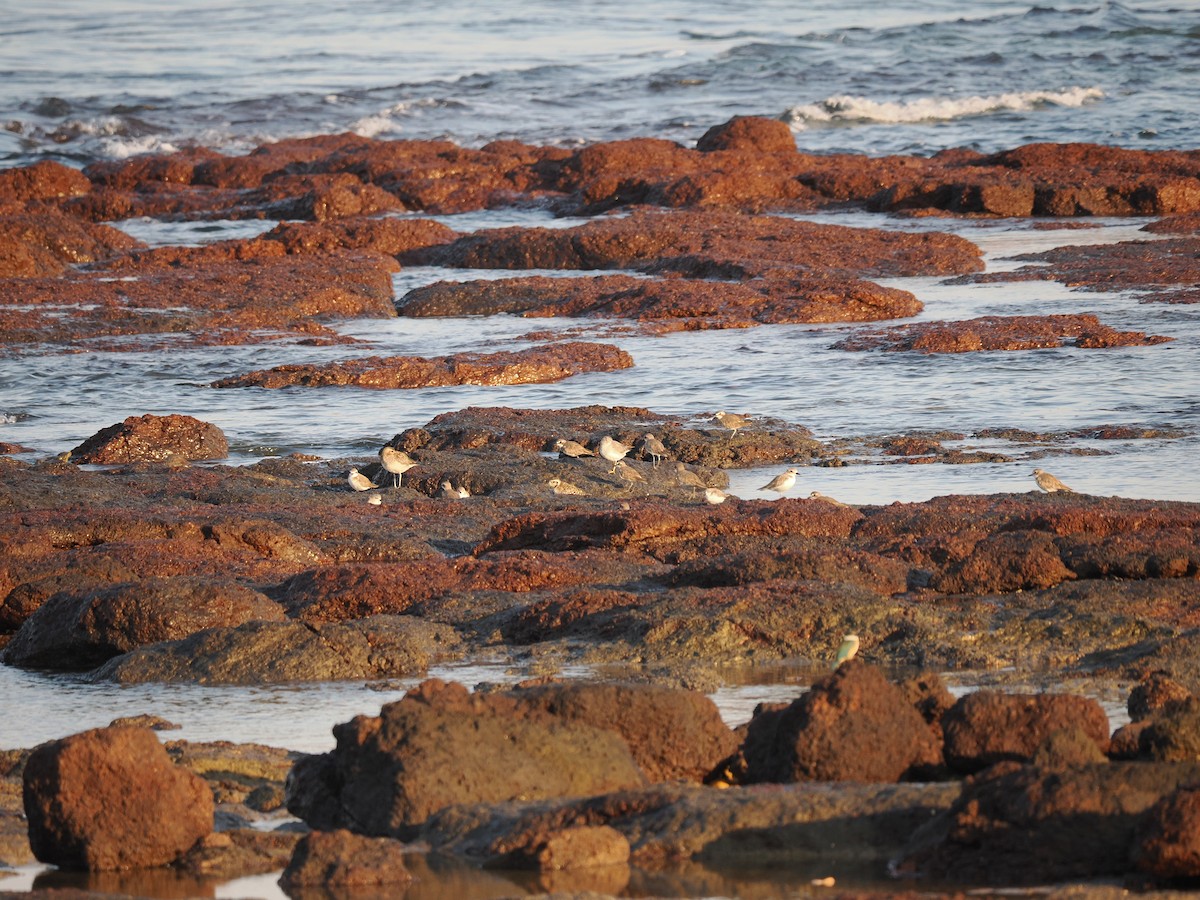 Pacific Golden-Plover - ML589352311