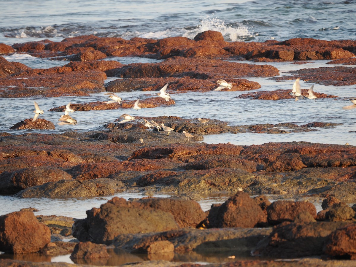 Pacific Golden-Plover - ML589352321