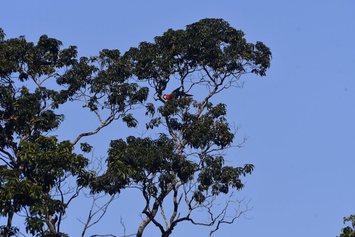 Red-and-green Macaw - Chris Farias