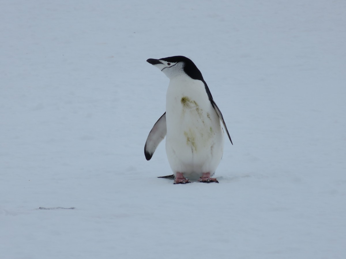 Пінгвін антарктичний - ML589352531